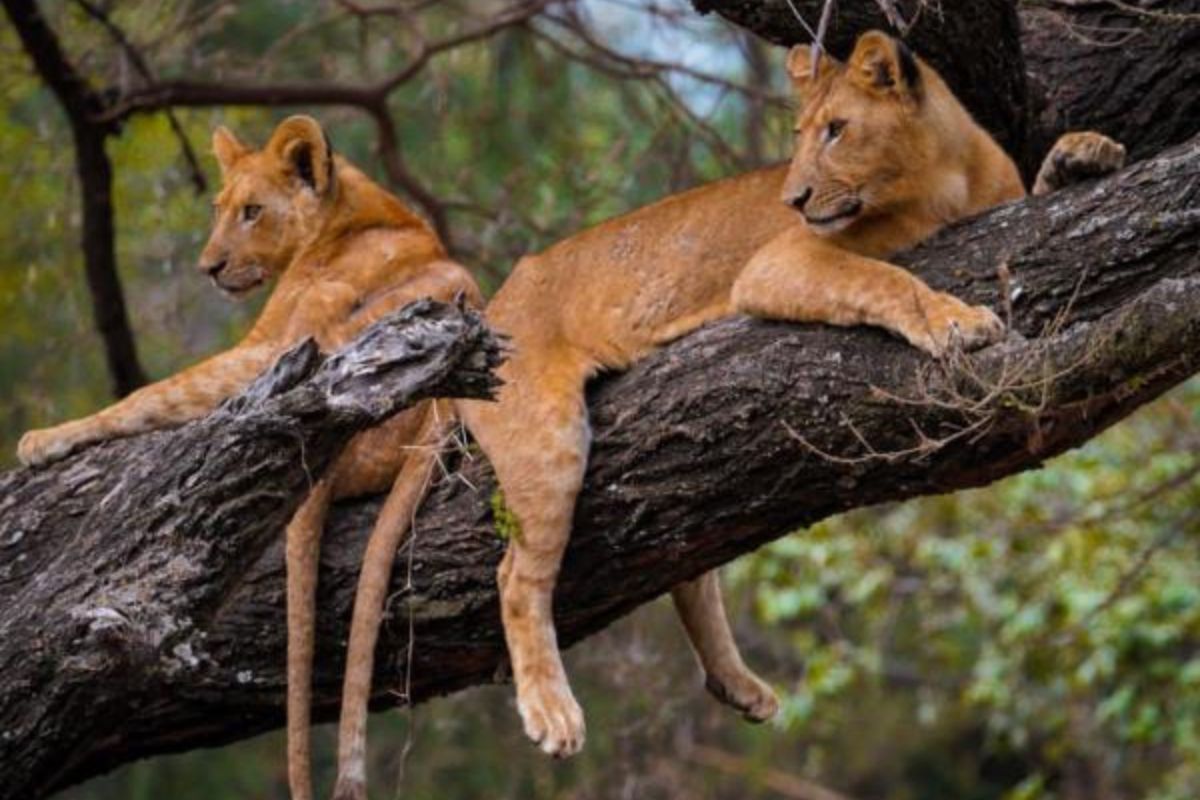 Lake Manyara National Park