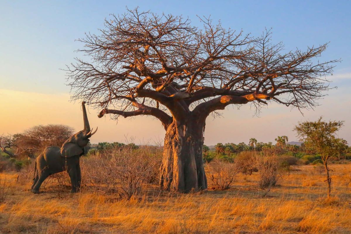 Ruaha National Park