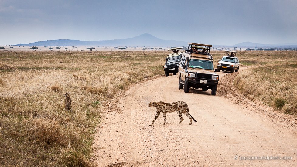 Tailor your Tanzania Safari