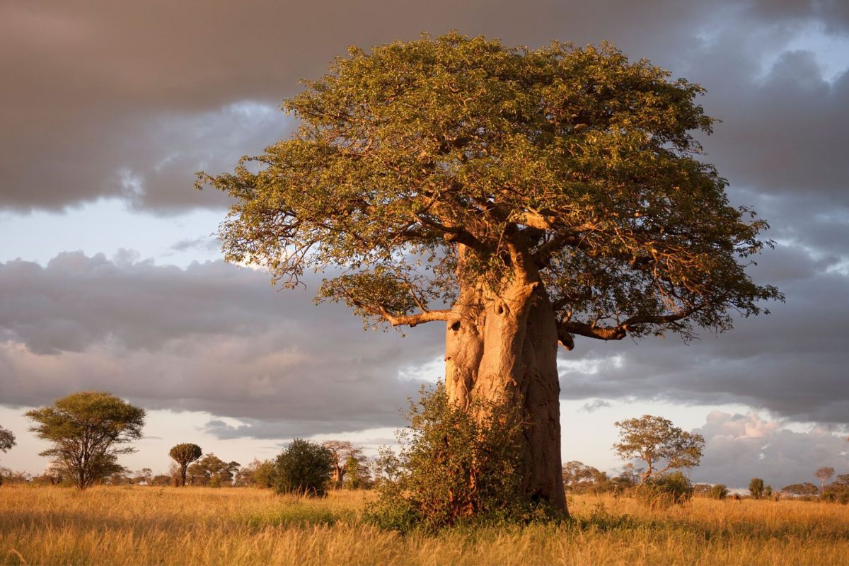 Tarangire National Park
