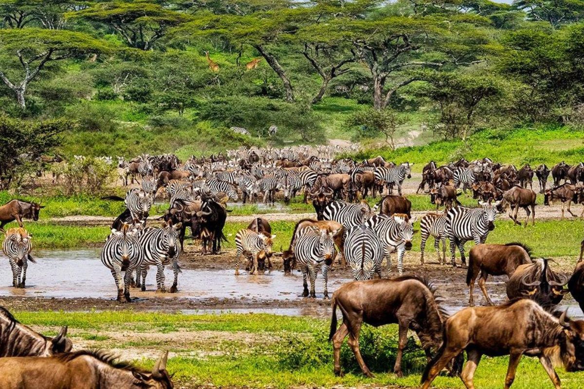 Wildebeest Migration Safari