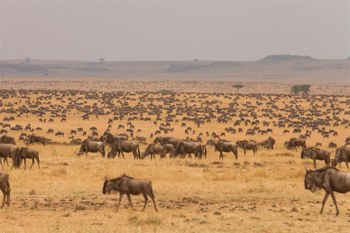 3 Days Serengeti Safari Trip