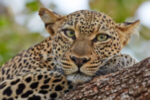 Read more about the article 14-Day Predators & Wildebeest Migration safari