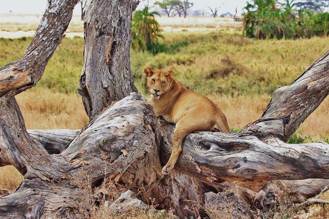 You are currently viewing Land The Perfect Shot On A Tanzanian Photo Safari
